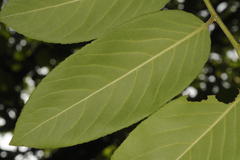 Casearia elliptica